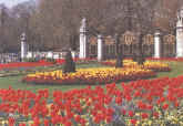 buck-flowers.jpg (94913 bytes)