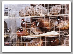 A large market area only a few blocks from our hotel