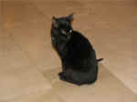 cats01.JPG (29747 bytes)