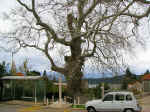 plane tree01.jpg (159477 bytes)