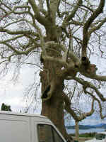 plane tree03.jpg (147198 bytes)