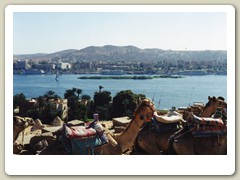 Return from our camel ride to the Nile River