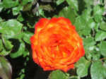 rose02.jpg (67349 bytes)