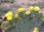 hike09.jpg (57860 bytes)
