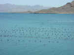 pearl farm01.jpg (54223 bytes)