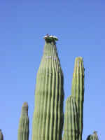 cactus04.jpg (39850 bytes)