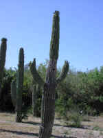 cactus06.jpg (65724 bytes)