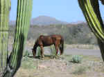 cactus09.jpg (83252 bytes)