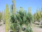 cactus10.jpg (94052 bytes)