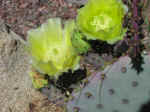 cactus11.jpg (65602 bytes)