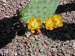 cactus12.jpg (86671 bytes)