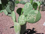 cactus13.jpg (109033 bytes)