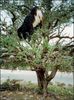 argan_tree01.jpg (39105 bytes)