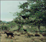 argan_tree02.jpg (20910 bytes)