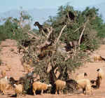 argan_tree03.jpg (199846 bytes)
