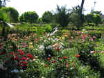 roses02.jpg (145633 bytes)