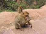apes03.jpg (92122 bytes)