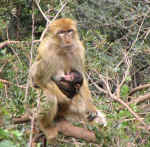 apes04.jpg (81791 bytes)
