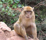 apes06.jpg (91772 bytes)