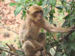 apes13.jpg (83630 bytes)