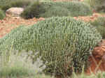 cactus03.jpg (107416 bytes)