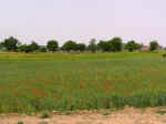 fields02.jpg (71192 bytes)