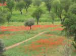 fields04.jpg (98301 bytes)