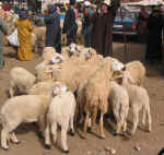 market14.jpg (86753 bytes)