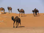 camels01.jpg (43978 bytes)