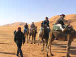 camels04.jpg (65463 bytes)