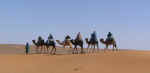 camels06.jpg (21188 bytes)
