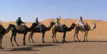 camels07.jpg (39673 bytes)