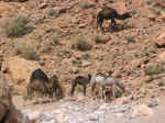todra gorge13.jpg (128337 bytes)
