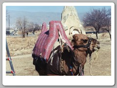 Local camel for comparison